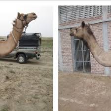 How many liters of milk does a good cow produce? Pdf Milk Production Potential Of Marecha Dromedary Camel In Desert Thal Punjab Pakistan