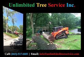 Annapolis Tree Removal Tree Trimming Services Tree Care Tree Trimming Service Tree Removal Service Tree Service