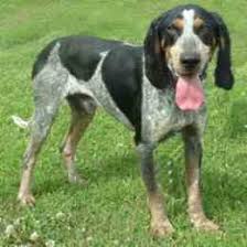 The bluetick coonhound is known for their dark blue mottled coat, fierce loyalty, and superb hunting skills. Sell Puppies Online Puppies Near You For Sale Pawbe