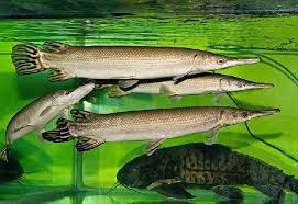 Cara Merawat Ikan Aligator Ikan Buaya Agar Cepat Besar Dan Sehat