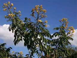 Image result for Senna petersiana