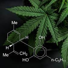 What You Need To Know And What We Re Working To Find Out About Products Containing Cannabis Or Cannabis Derived Compounds Including Cbd Fda