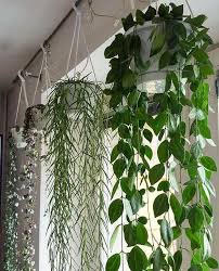20 Top Hanging Plants Tips Tanaman Gantung Ide Berkebun Tanaman