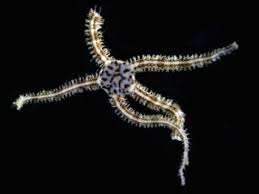 トラノオクモヒトデ | JAMBIO沿岸生物データベース