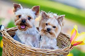 Posted march 28, 2013 by marianne cook. Yorkies 101 Your Ultimate Guide To The Yorkshire Terrier Breed Veterinarians Org