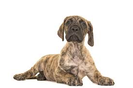 The current median price for all great danes sold is $1,447.50. Great Dane Dog Breed Information