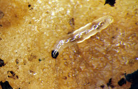 The tiny, winged adults can be very i found them all over my house, though most of them were buzzing around the windowsill where i keep my pelargoniums. Fungus Gnats As Houseplant And Indoor Pests 5 584 Extension