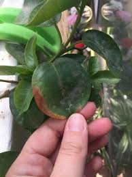 We did not find results for: Plant Id Forum What Is Wrong With My Dipladenia Garden Org