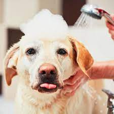 Check spelling or type a new query. Puppy Love Grooming Request An Appointment Pet Groomers 1903 Yandell Dr El Paso Tx Phone Number