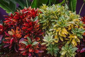 Image result for Croton