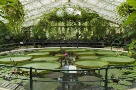 Victoria Amazonica Giant Waterlily Plants Fungi At Kew Kew Gardens Beautiful Gardens Water Lilies
