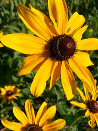 Rudbeckia Hirta Black Eyed Susan Is A Native Wild Flower In East Tennessee And Grows In Fields And Roadsides I Native Plants Wildflower Garden Wild Flowers