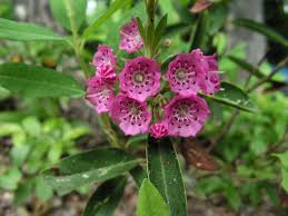 Image result for Clutia angustifolia
