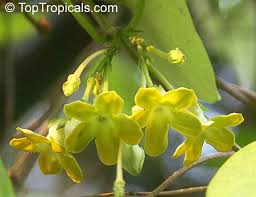 Image result for Telosma