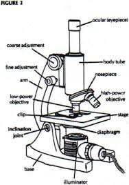 Microscope Parts And Use Worksheet Answer Key Microscope Parts Worksheets Microscopic