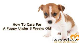 How To Care For A Puppy Under 8 Weeks Old Puppies Puppy Care Puppy Love