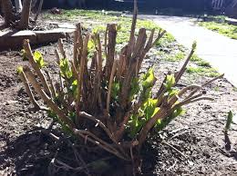 Cut all the stems to ground level with bypass pruners. How To Trim The Hydrangea In The Spring Pruning Hydrangea In Autumn