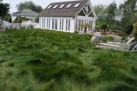 Native sun native sun envisions traditional hip hop elements (compelling lyricism, dusty samples, dope beats) paired with the versatility of live this solid foundation in live music (vs produced beats) sets native sun apart from others. Hey California You Can Still Have A Lawn Here Are Five Water Wise Alternatives Lawn Alternatives Native Lawn Front Yard Landscaping