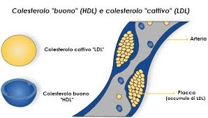 Alimenti che fanno aumentare il colesterolo buono (aprile 2021). 10 Modi Per Aumentare I Livelli Di Colesterolo Buono L Hdl I Love Foods