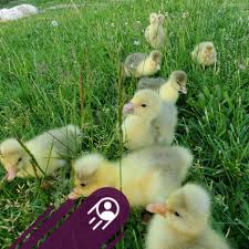 What are the nutritional and health needs of goslings and how to care for  them?
