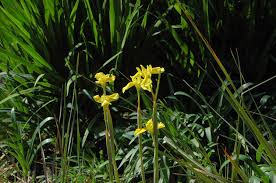 Image result for Moraea spathulata