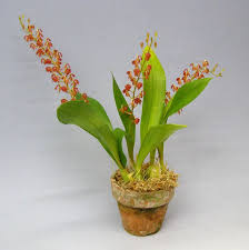 Image result for Liparis bowkeri