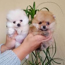 Disi Erkek Ayicik Surat Pomeranian Boo Yavrular Detayli Bilgi 05059886484 Tiny Dogs Pomeranian Dogs