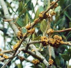 Image result for pseudomonas savastanoi pv nerii oleander symptoms