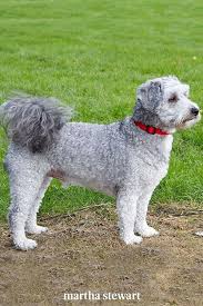 A Visual Guide To All The Different Types Of Poodle Mixes Also Called Doodle Dogs In 2020 Poodle Mix Dog Behaviorist Doodle Dog
