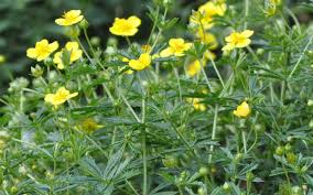 7 oregano als ergänzungsfuttermittel bei tieren. Oreganool Stand Der Forschung