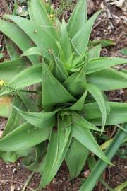 Image result for Bulbine asphodeloides