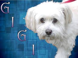 Maybe you would like to learn more about one of these? Pet Rescue Southern Maryland The Y Guide