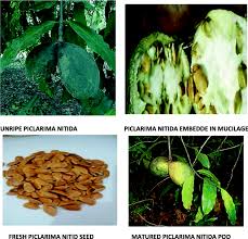 Image result for Picralima nitida