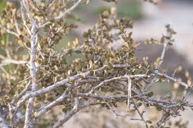 Image result for Cadaba