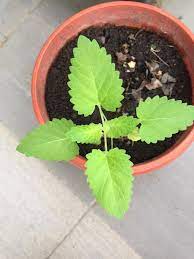 Lemon balm (melissa officinalis l.) is a plant that has long been used in traditional medicine for the treatment of numerous diseases1. Plant Id Is This Lemon Balm Gardening Landscaping Stack Exchange
