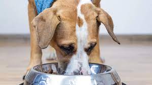 The Fda Has Linked 16 Popular Dog Food Brands To Canine Heart Disease Dog Food Brands Dog Food Recipes Food Animals