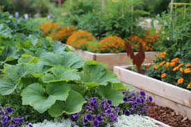 Companion Planting For Raised Garden Beds Eartheasy Guides