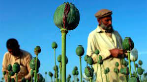We would like to show you a description here but the site won't allow us. Afganistan Terrorismo Opio Y Paciencia