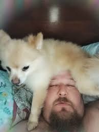 Dog not impressed with attention from other dog