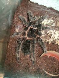 Lasiodora parahybana (brasilianische riesenvogelspinne) ist eine vogelspinne, die in ihrer heimat brasilien im regenwald lebt und dort wohnröhren in den boden gräbt. Vogelspinnen Info Lasiodora Parahybana Bilder Erfahrung Info Lebensraum Klima Haltung Im Terrarium Verpaarung Zucht