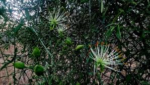 Image result for Maerua parvifolia