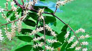 Image result for Copaifera