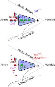 Maybe you would like to learn more about one of these? Zo 1 Regulates Intercalated Disc Composition And Atrioventricular Node Conduction Circulation Research