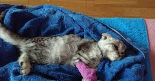 umiraet kotenok podskazhite kak pomoch pikabu