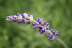 Image result for Lamiaceae