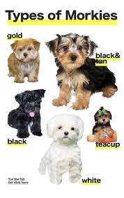 The Different Types Of Morkie Dogs Colors And Sizes Morkie