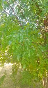 Image result for Brachystegia longifolia