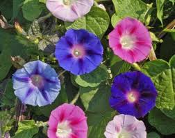 Image result for Ipomoea tuberculata