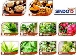 10 Tanaman Paling Bermanfaat Sebagai Obat