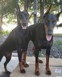 I have multiple times reported ads that i know for a fact are people running puppy mills. 6 Best Doberman Breeders In Florida 2021 We Love Doodles